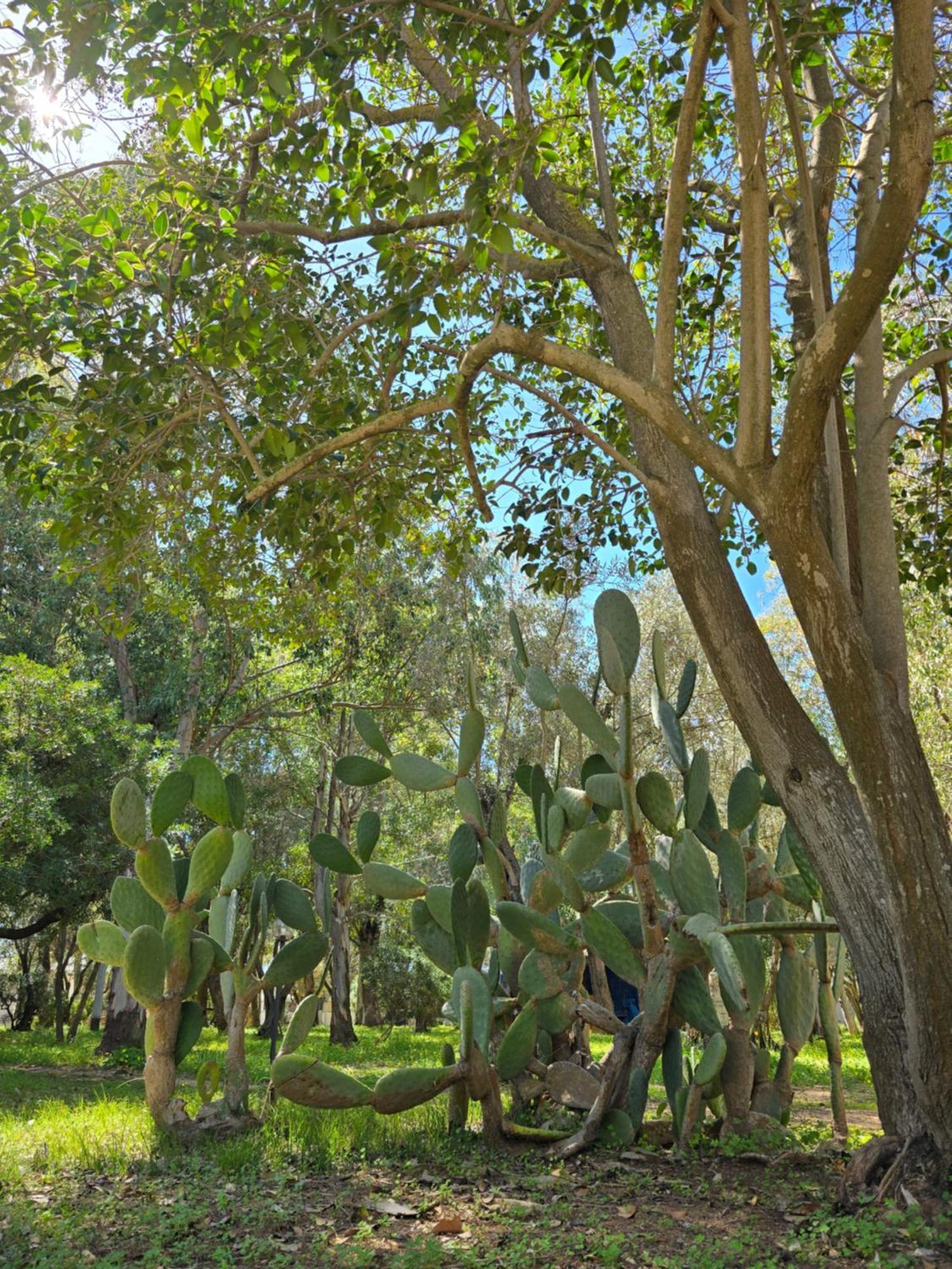 Ovile la Marina Village Camping Fico D'India מראה חיצוני תמונה